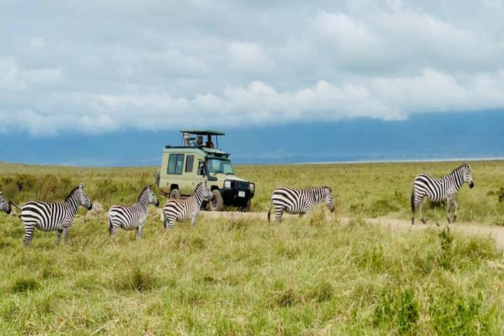 Safari Live Stream